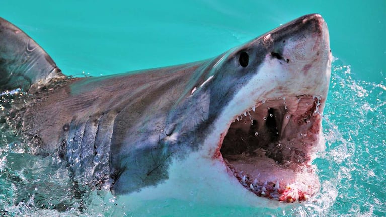 Una adolescente murió tras ser atacada por un tiburón en Australia.