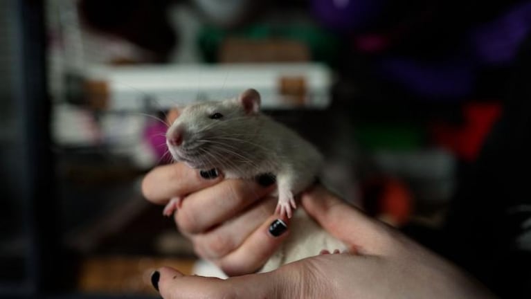Una argentina rescató 6 mil ratas de laboratorio y adoptó a 20: las fotos de su convivencia