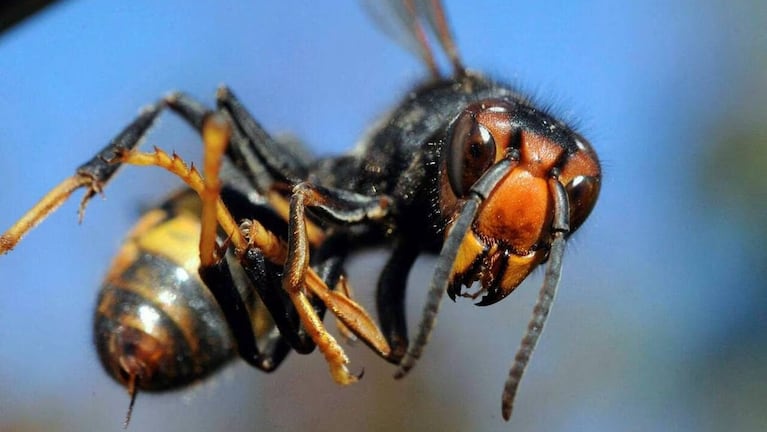 Una avispa asesina mató a una mujer de 77 años en Francia. (Foto: gentileza Ouest France).