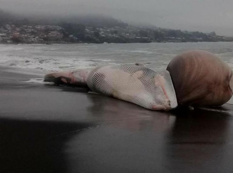 Una ballena apareció muerta con una extraña deformidad