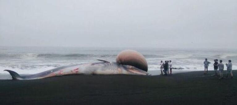 Una ballena apareció muerta con una extraña deformidad