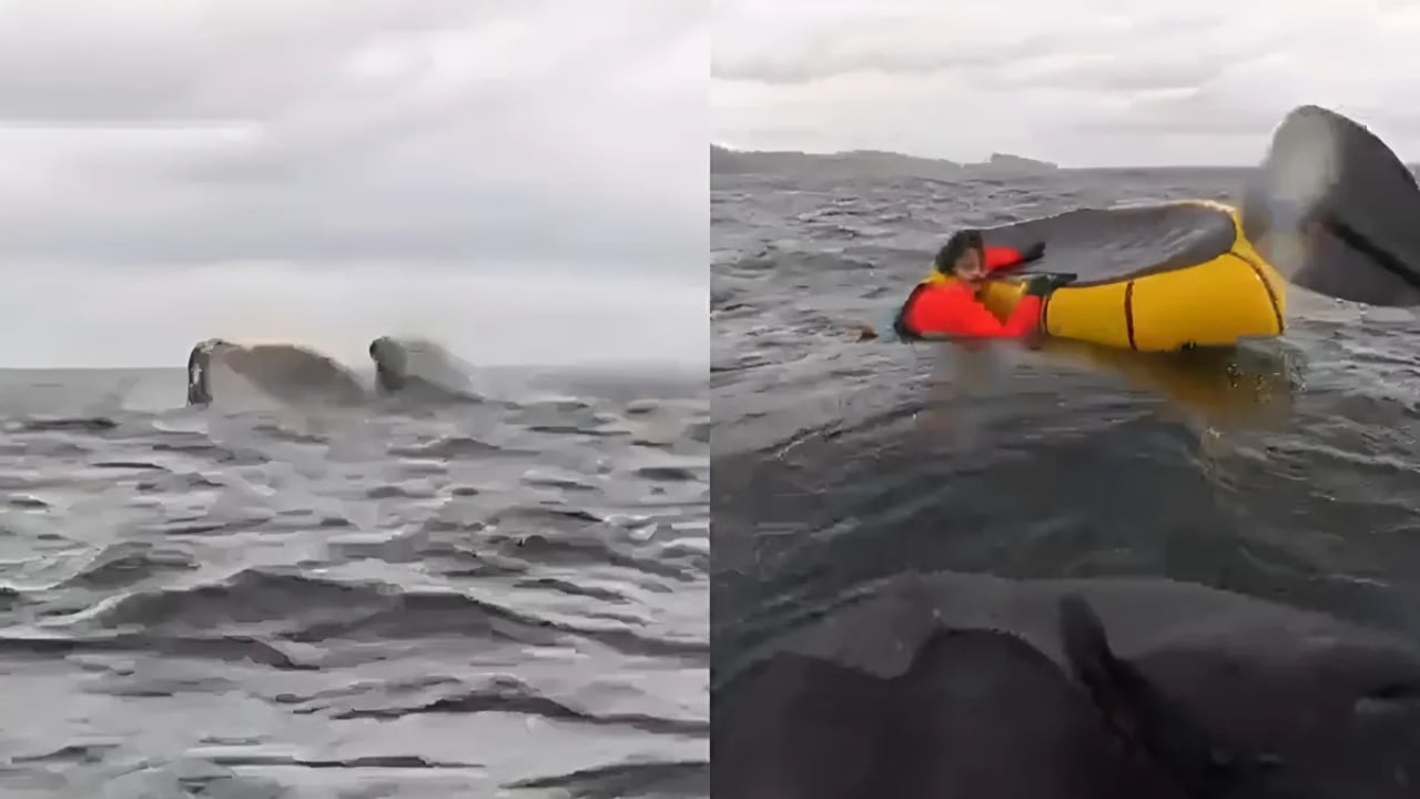 Una ballena se tragó a un joven mientras hacía packrafting y lo expulsó segundos después.