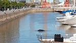 Una ballena solitaria llegó a Puerto Madero.