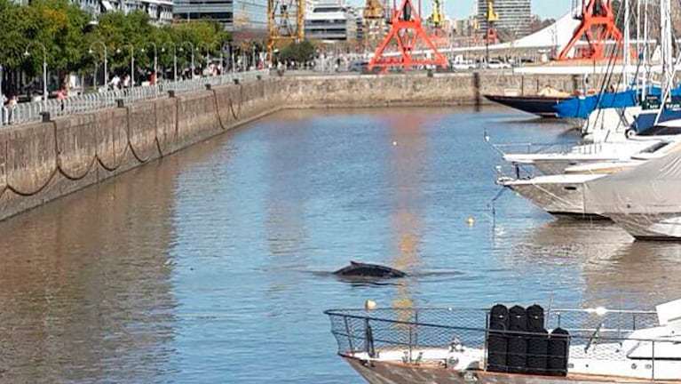 Una ballena solitaria llegó a Puerto Madero.