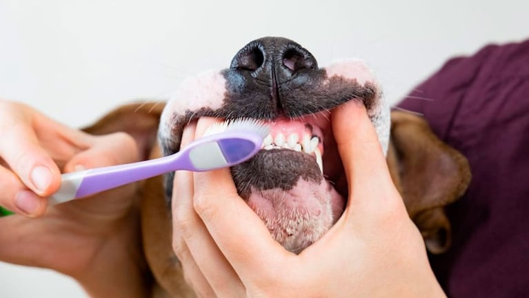 Una buena salud bucal alarga la calidad de vida de las mascotas.