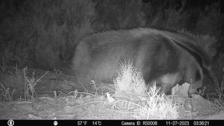 Una captura del oso hormiguero en Ansenuza.