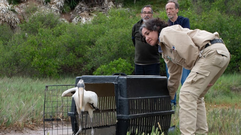 Una cigüeña poco común, “corbatitas” y tortugas: las fotos de la liberación de 10 animales silvestres en Córdoba