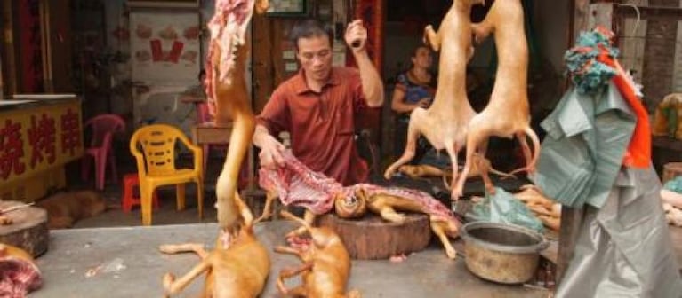 Una ciudad de China prohíbe comer perros y gatos 