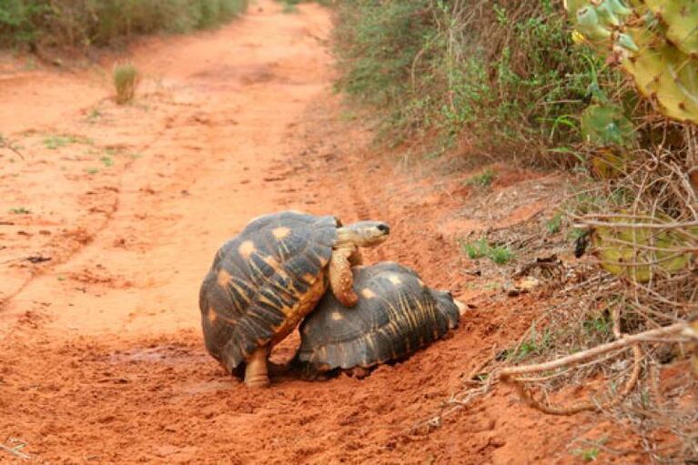 Una de las especies más lindas del mundo corre peligro de extinción