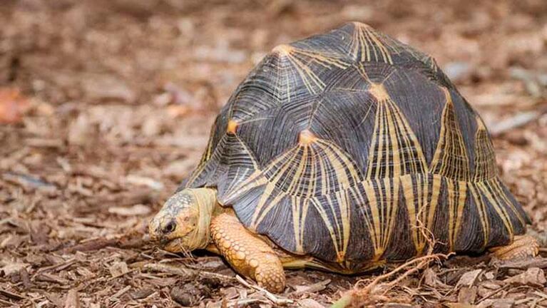 Una de las especies más lindas del mundo corre peligro de extinción