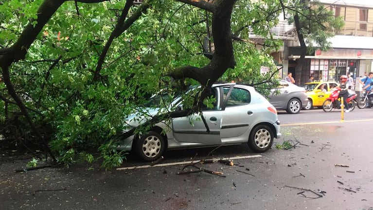 Una de las imágenes que dejó la tormenta: un árbol cayó y aplastó a un auto en el centro. / Foto: ElDoce.tv