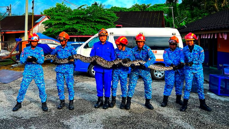 Una de las serpientes atrapadas en la localidad malaya de Bentong.
