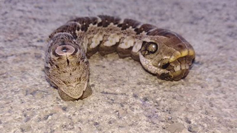 Una de las tantas orugas de mariposa nocturna que apareció en su casa.