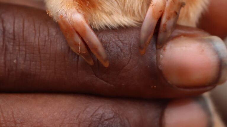 Una extraña criatura maravilló a todos en Australia.