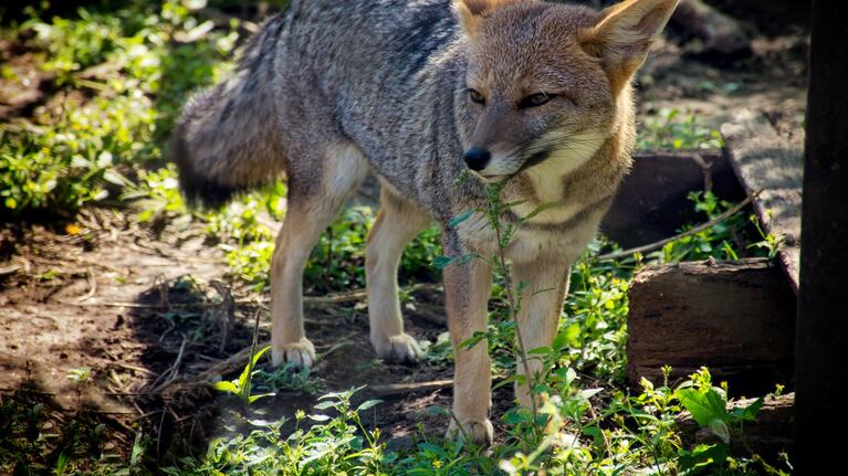 Una familia de zorros está perdida en la zona norte de Córdoba.