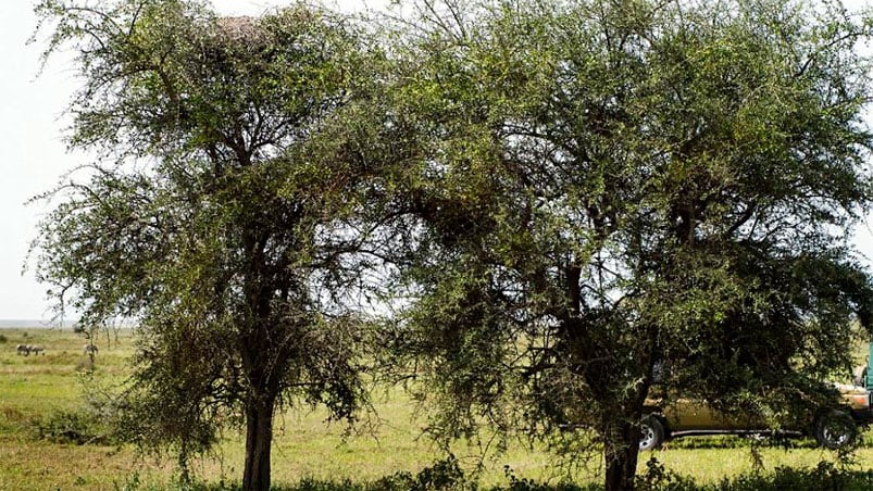 Una fotógrafa tomó la imagen en la que aparece, escondido, un leopardo.