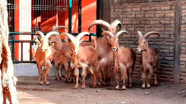 Una investigación comprobó una ola de irregularidades en el zoológico.