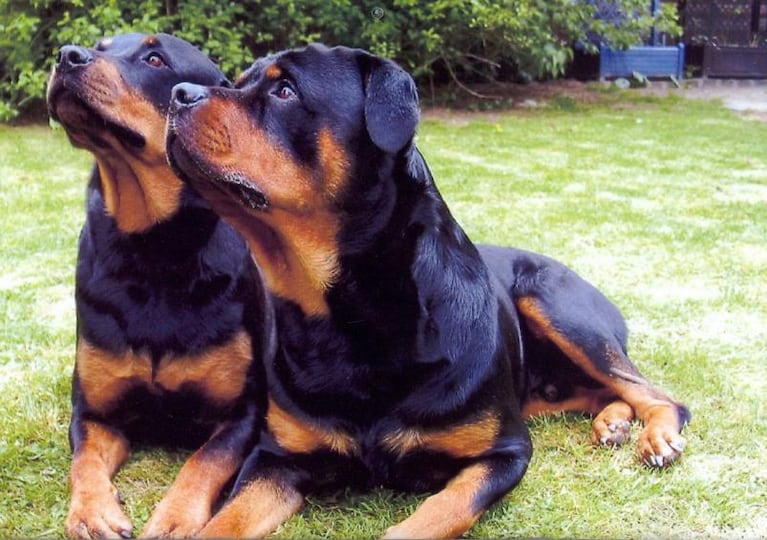 Una jubilada murió tras ser atacada por sus dos rottweiler