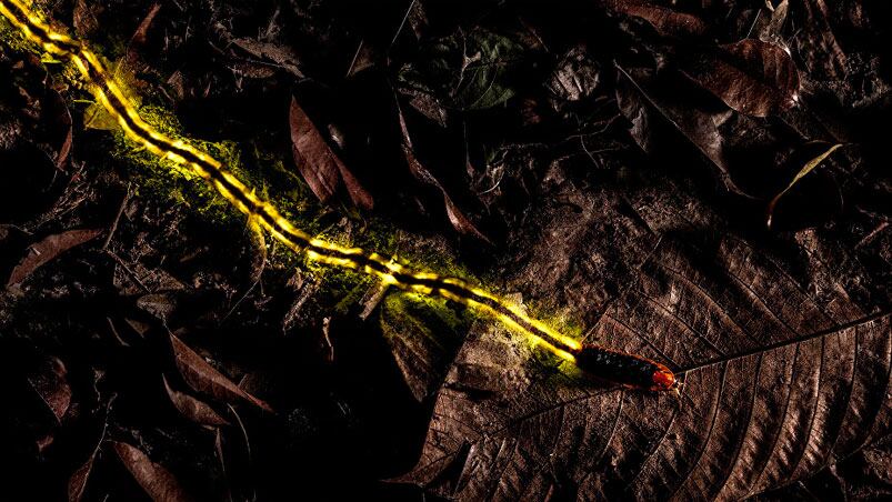 Una larva de luciérnaga deja su huella luminosa para alejar a sus depredadores.