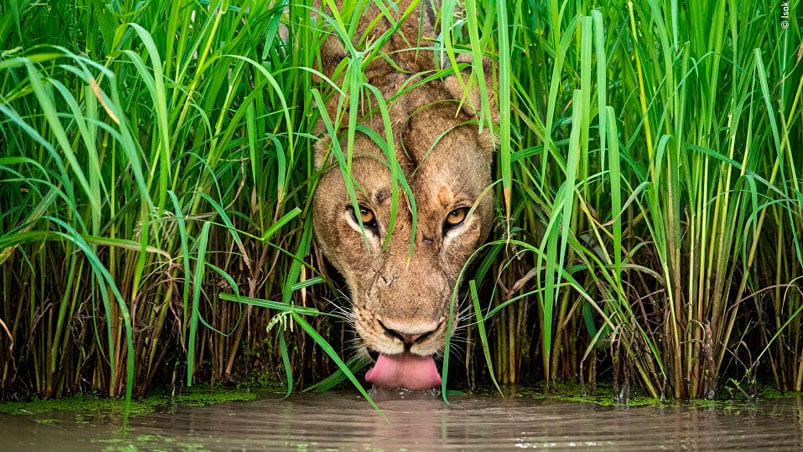 Una leona toma agua y fija sus ojos en la cámara, en el Parque Nacional South Luangwa, Zambia.