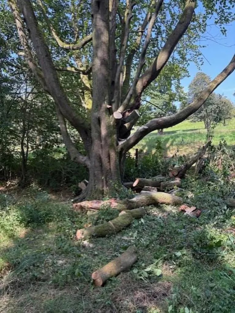 Una mamá salvó a su hija de ser aplastada por una rama en una paseo familiar y murió ante su esposo