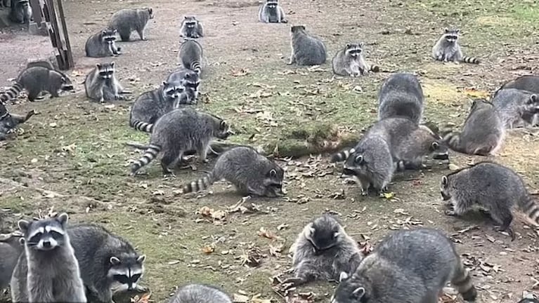 Una manada de mapaches invadió una casa.