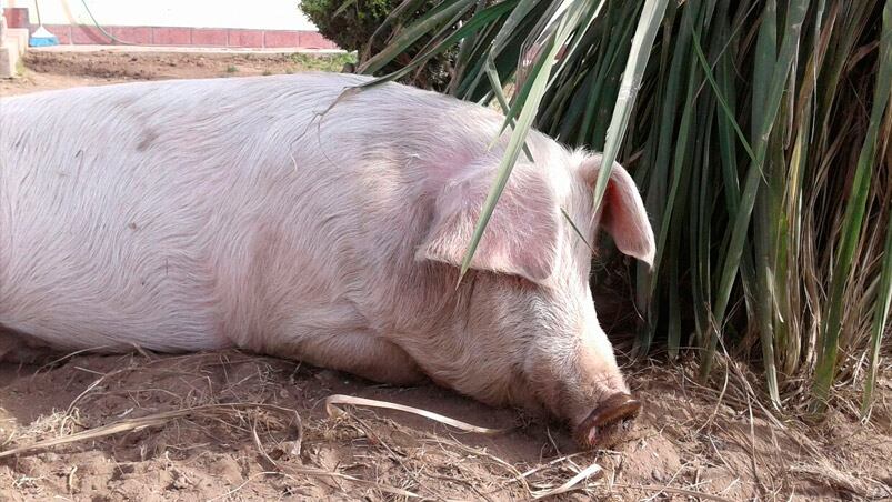 Una mascota de 150 kilos