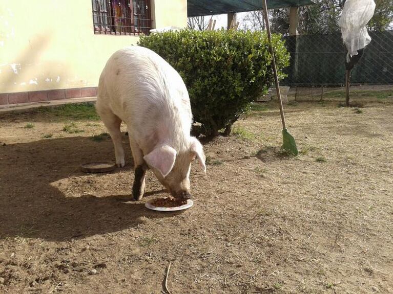 Una mascota de 150 kilos