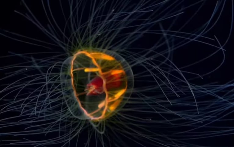Una medusa misteriosa, una araña asesina y un VHS: los sorprendentes hallazgos en el streaming del Conicet