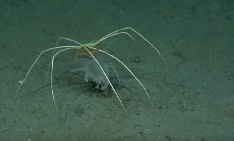 Una medusa misteriosa, una araña asesina y un VHS: los sorprendentes hallazgos en el streaming del Conicet