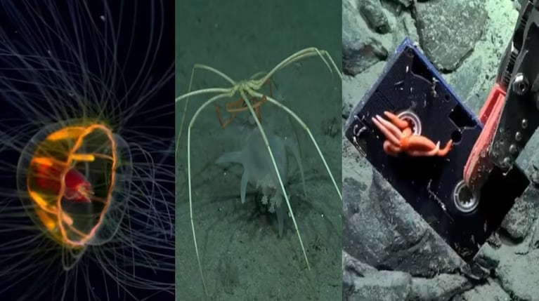 Una medusa misteriosa, una araña asesina y un VHS: los sorprendentes hallazgos en el streaming del Conicet