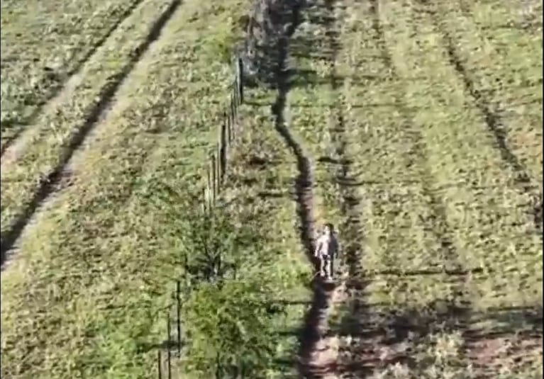 Una menor se extravió en un campo de La Pampa y estuvo cinco horas entre jabalíes.