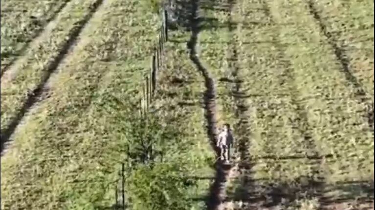 Una menor se extravió en un campo de La Pampa y estuvo cinco horas entre jabalíes.