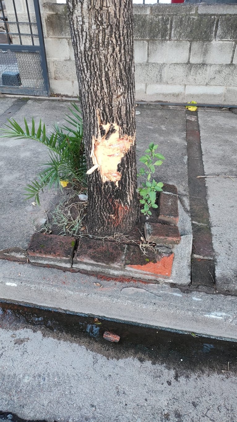 Una motociclista se chocó un árbol, sufrió graves heridas y murió en Córdoba