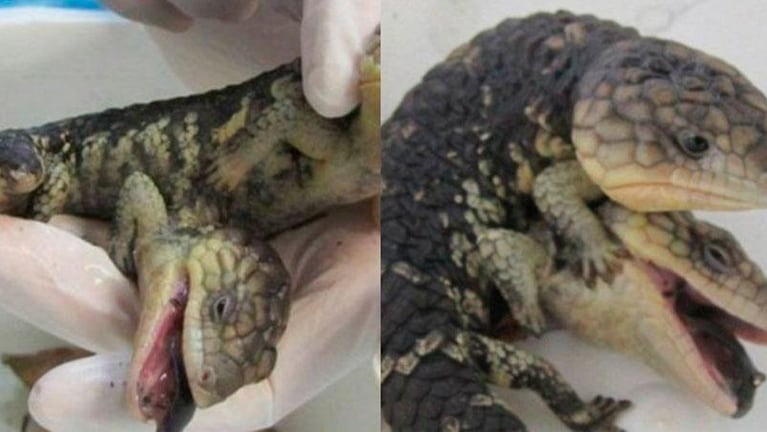 Una mujer encontró un lagarto de dos cabezas y cuatro patas