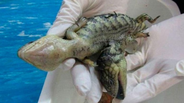 Una mujer encontró un lagarto de dos cabezas y cuatro patas