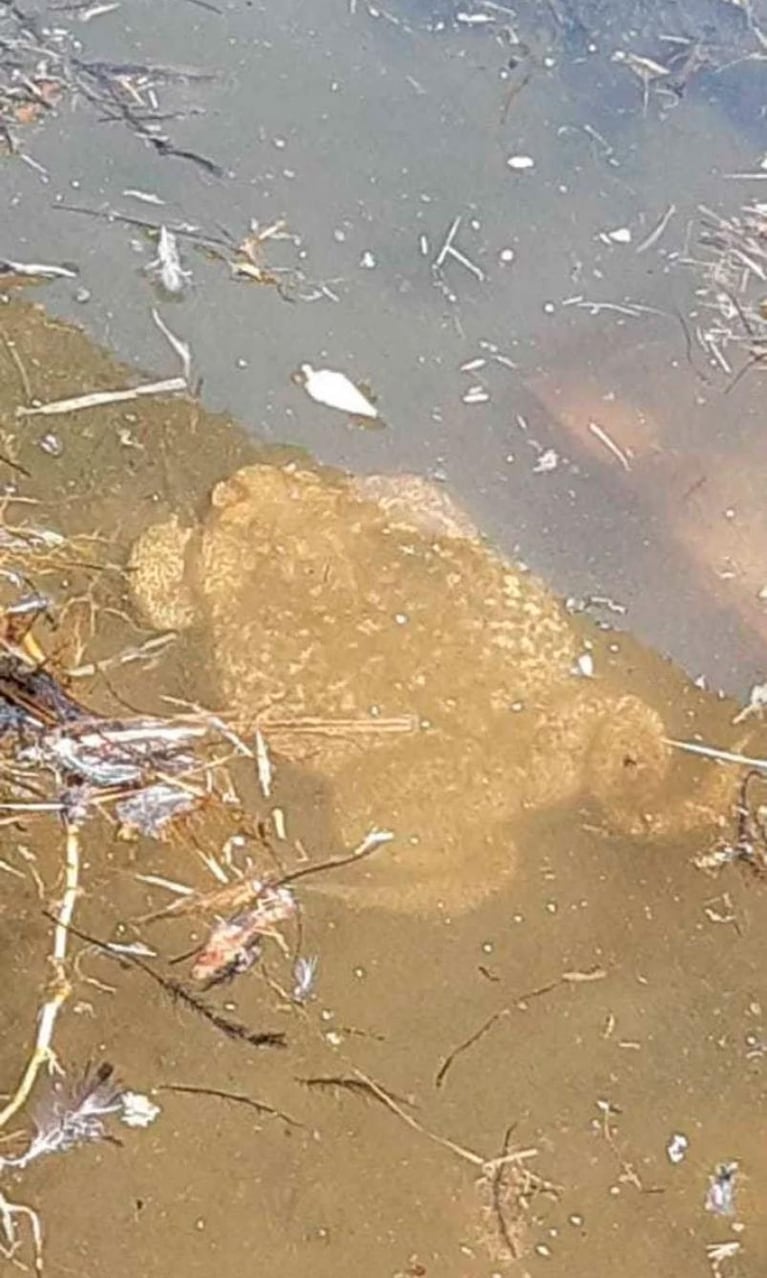 Una mujer encontró un sapo gigante de 2 KG. y extremadamente venenoso en su casa de Santa Fe