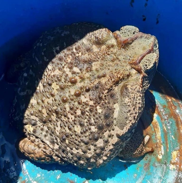 Una mujer encontró un sapo gigante de 2 KG. y extremadamente venenoso en su casa de Santa Fe