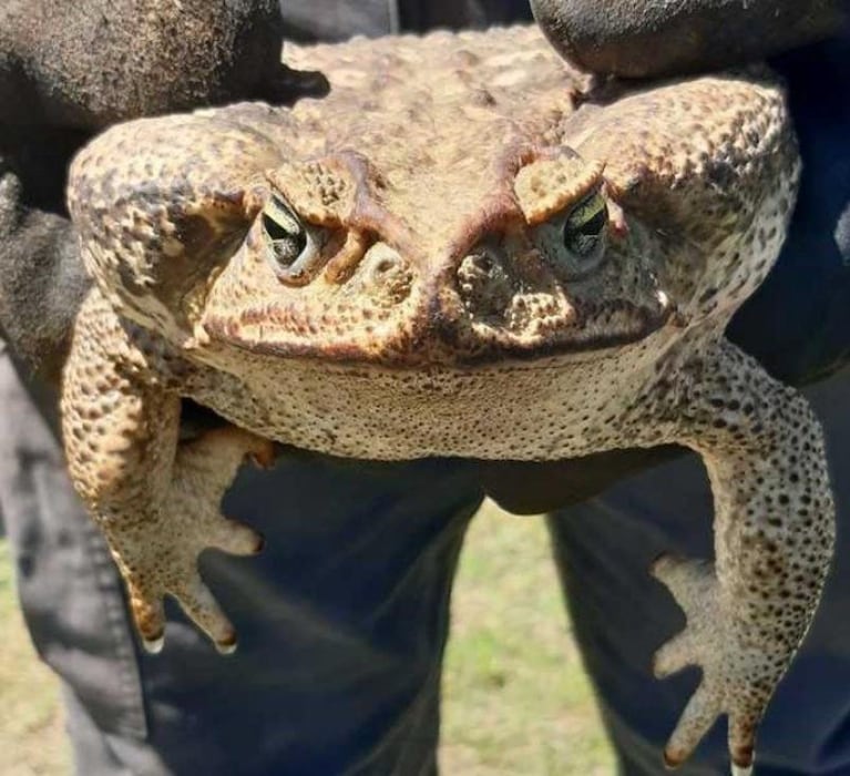 Una mujer encontró un sapo gigante de 2 KG. y extremadamente venenoso en su casa de Santa Fe