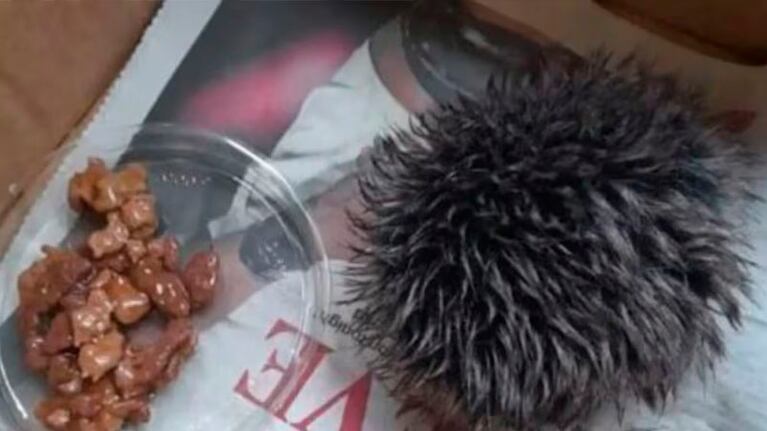Una mujer encontró una misteriosa criatura y la llevó al veterinario.