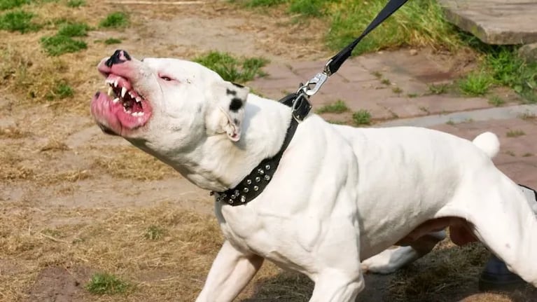 Una mujer le soltó perros pitbulls a la Policía (imagen ilustrativa).