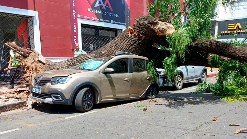 Una mujer result herida por el rbol cado en General Alvear y Libertad.