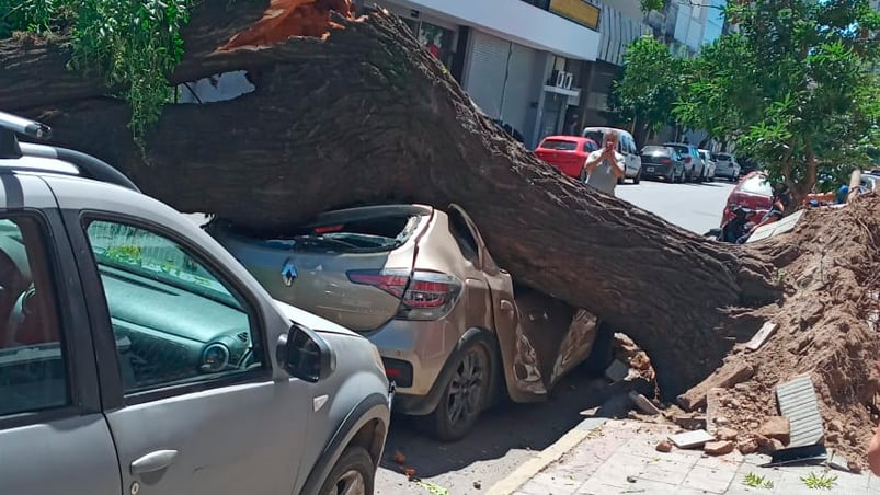 Una mujer result herida por el rbol cado en General Alvear y Libertad.