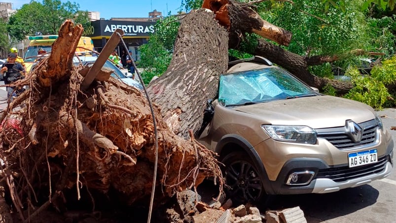 Una mujer result herida por el rbol cado en General Alvear y Libertad.