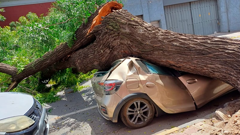 Una mujer result herida por el rbol cado en General Alvear y Libertad.