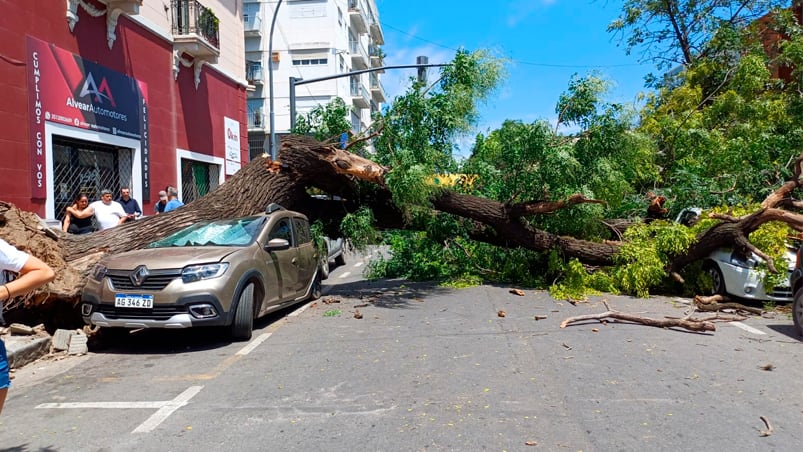 Una mujer result herida por el rbol cado en General Alvear y Libertad.