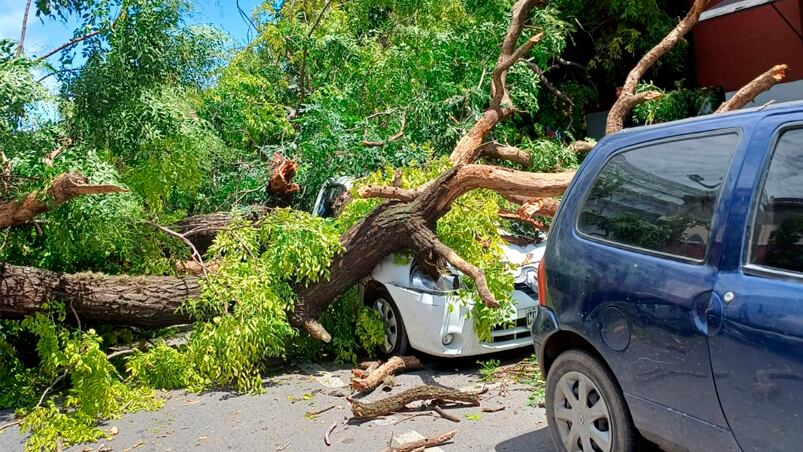 Una mujer result herida por el rbol cado en General Alvear y Libertad.