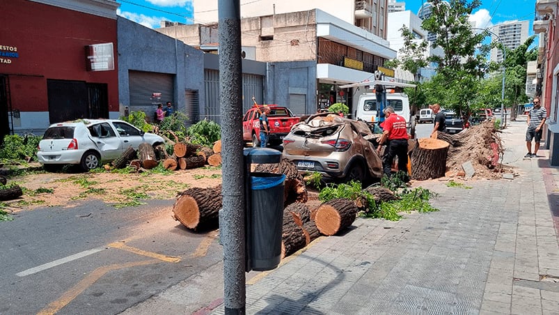 Una mujer result herida por el rbol cado en General Alvear y Libertad. Foto: Fido Cuestas / El Doce.