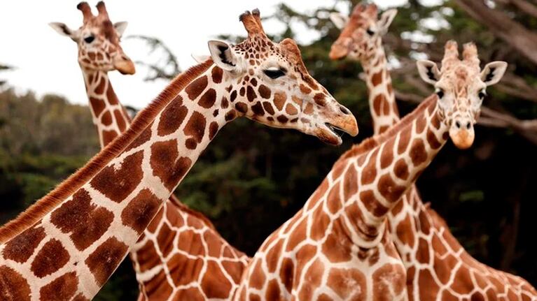 Una ONG advierte por el riesgo de extinción de la especie.