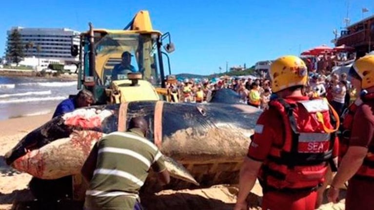 Una orca apareció muerta y encontraron basura en su estómago